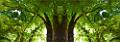 sous bois .photomontage
